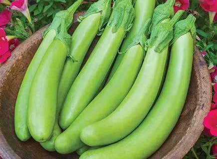 بادمجان سبز + سالم و طبیعی